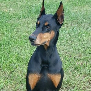 Meet your Posher, Kym